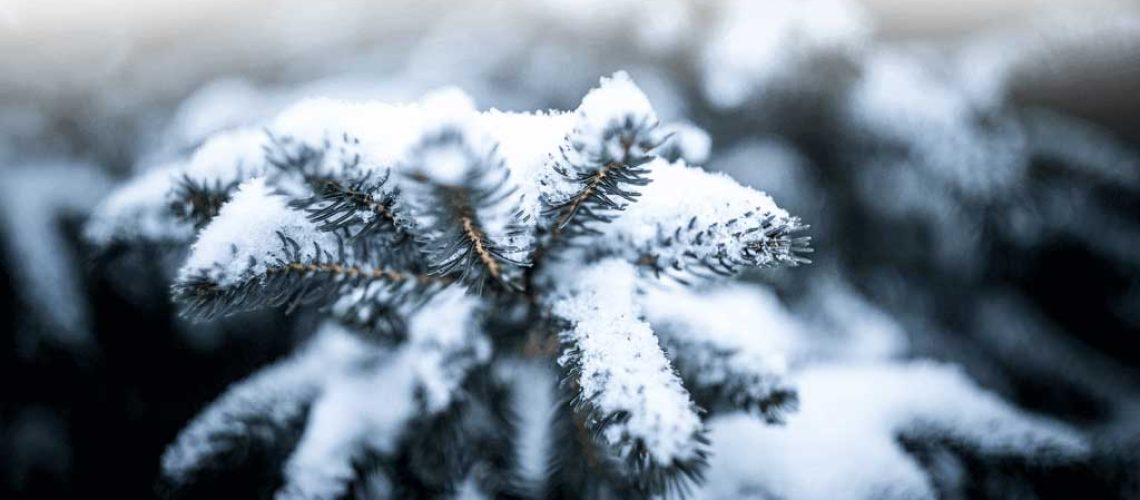 Albero di Natale innevato